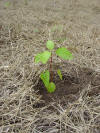 hyeronima alchorneoides pilon pilón seedling